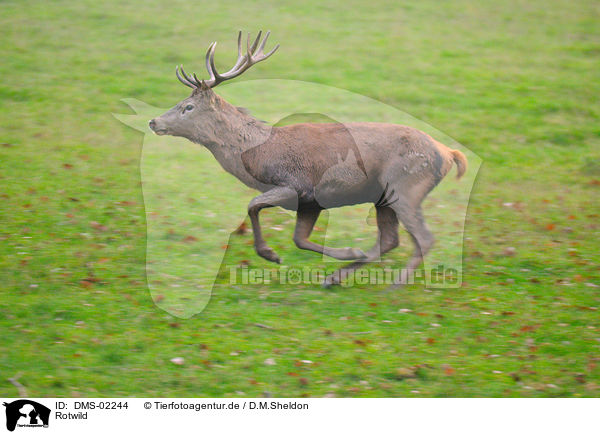 Rotwild / red deer / DMS-02244