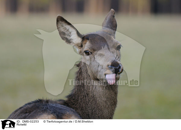 Rotwild / red deer / DMS-02253