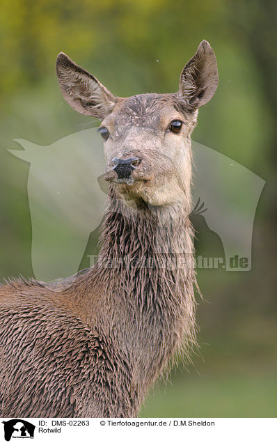 Rotwild / red deer / DMS-02263