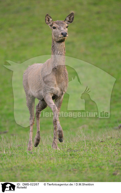 Rotwild / red deer / DMS-02267