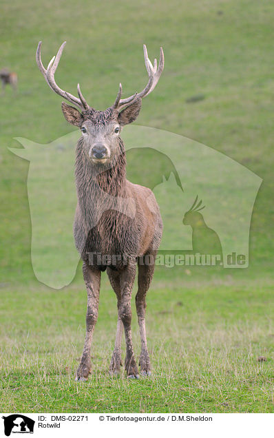Rotwild / red deer / DMS-02271