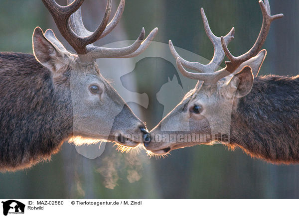 Rotwild / red deer / MAZ-02580