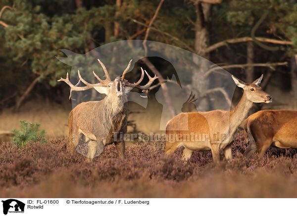 Rotwild / red deer / FL-01600