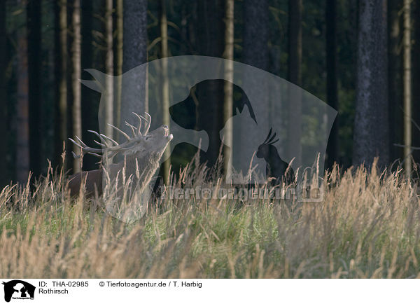 Rothirsch / THA-02985