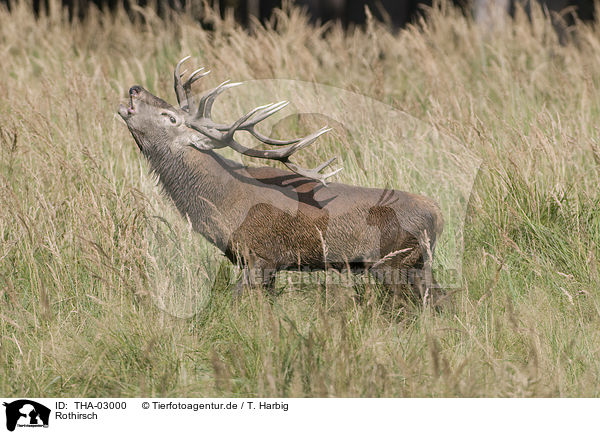 Rothirsch / red deer / THA-03000