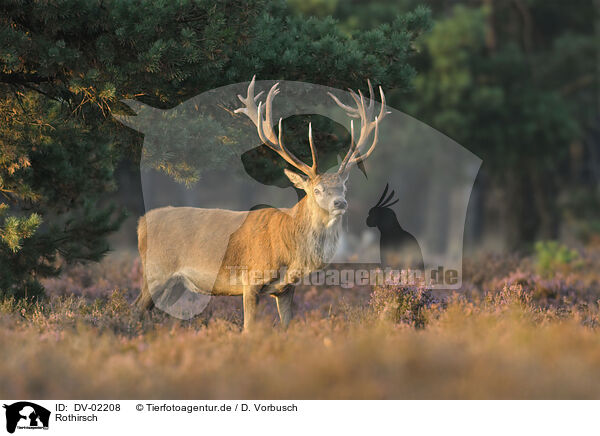 Rothirsch / red deer / DV-02208