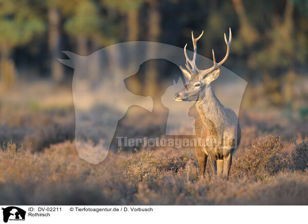Rothirsch / red deer / DV-02211
