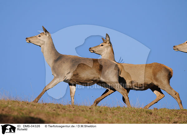 Rotwild / red deer / DMS-04326