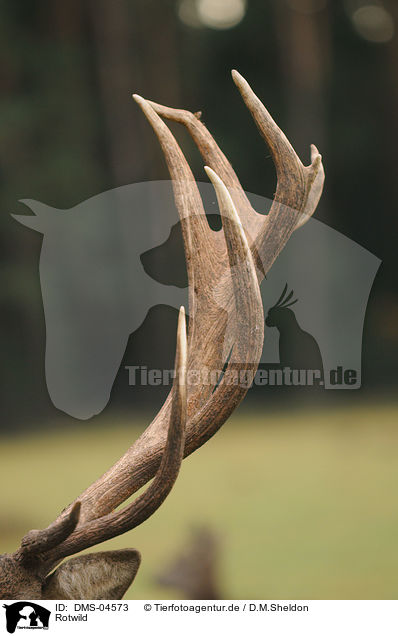Rotwild / red deer / DMS-04573