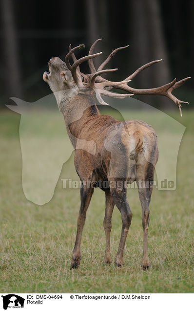 Rotwild / red deer / DMS-04694
