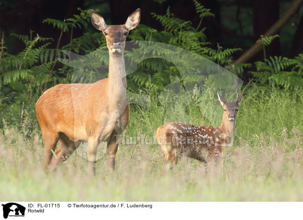 Rotwild / red deer / FL-01715