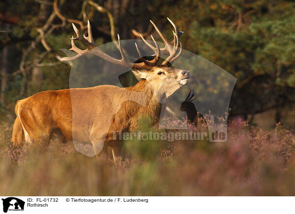 Rothirsch / red deer / FL-01732