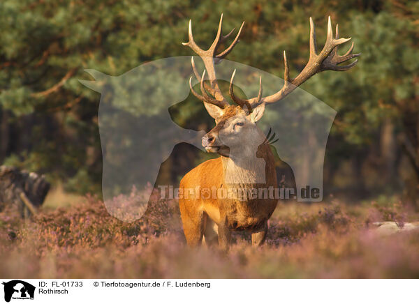 Rothirsch / FL-01733