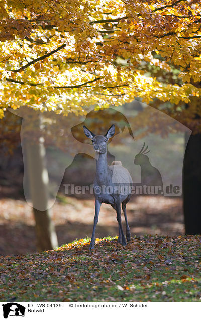 Rotwild / red deer / WS-04139