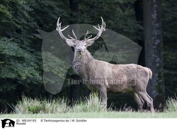 Rotwild / red deer / WS-04193