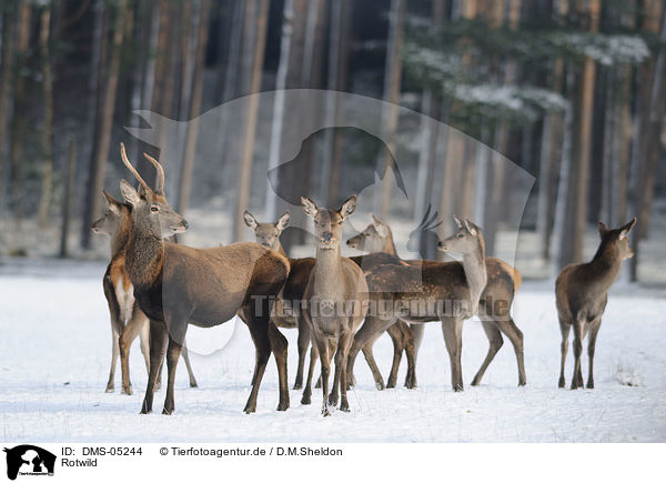Rotwild / red deer / DMS-05244