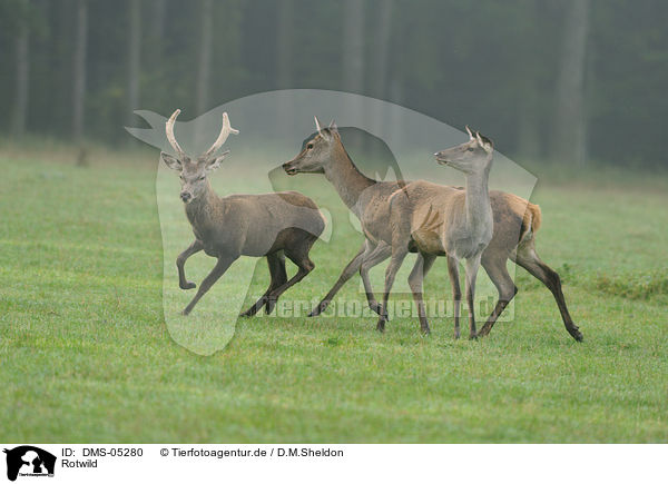 Rotwild / red deer / DMS-05280