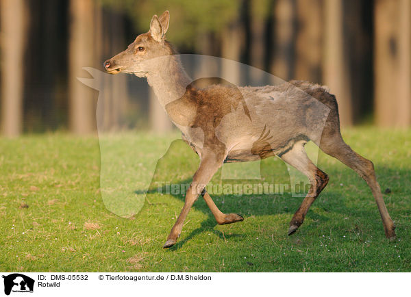 Rotwild / red deer / DMS-05532