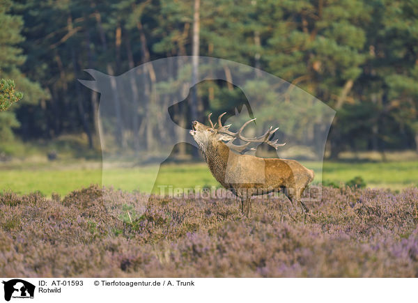 Rotwild / red deer / AT-01593