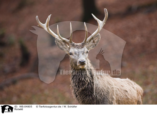 Rotwild / red deer / WS-04805