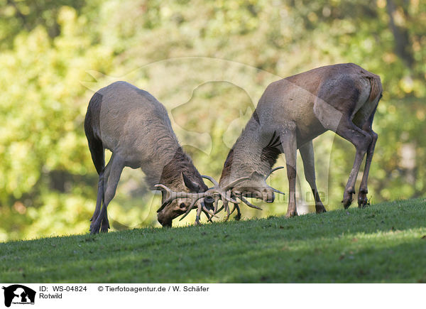 Rotwild / red deer / WS-04824
