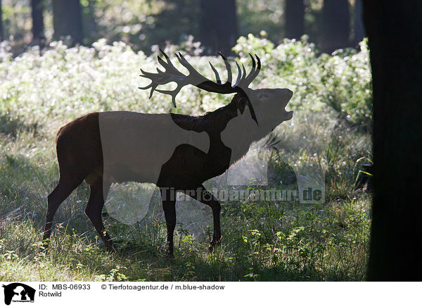 Rotwild / red deer / MBS-06933