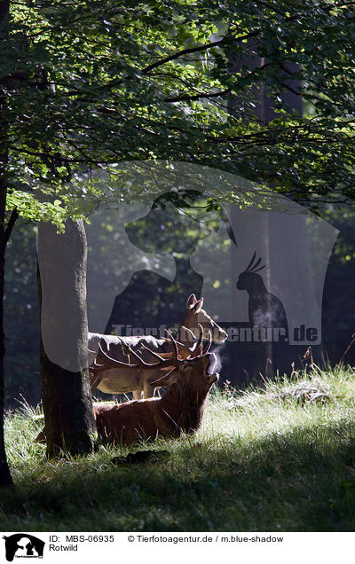 Rotwild / red deer / MBS-06935