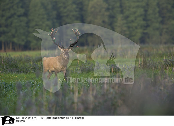 Rotwild / red deer / THA-04574