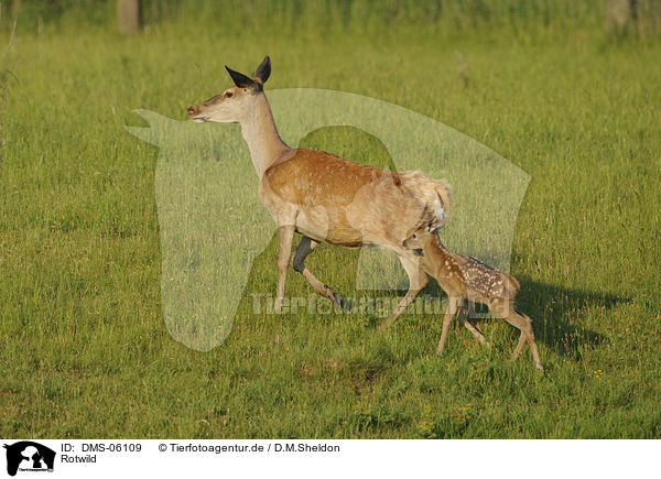 Rotwild / red deer / DMS-06109
