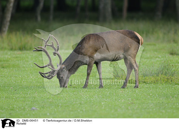 Rotwild / red deer / DMS-06451