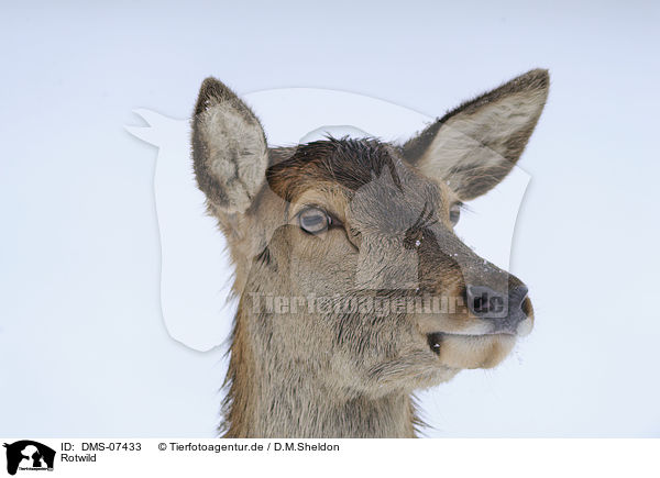 Rotwild / red deer / DMS-07433