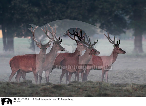 Rotwild / red deer / FL-01854