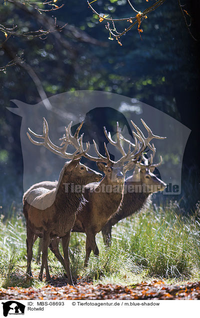 Rotwild / red deer / MBS-08693