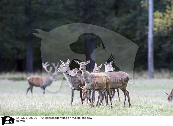 Rotwild / red deer / MBS-08700