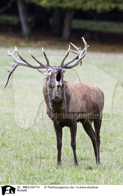 Rotwild / red deer / MBS-08710
