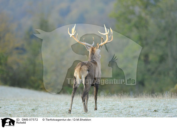 Rotwild / red deer / DMS-07572