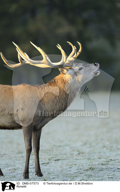 Rotwild / red deer / DMS-07573