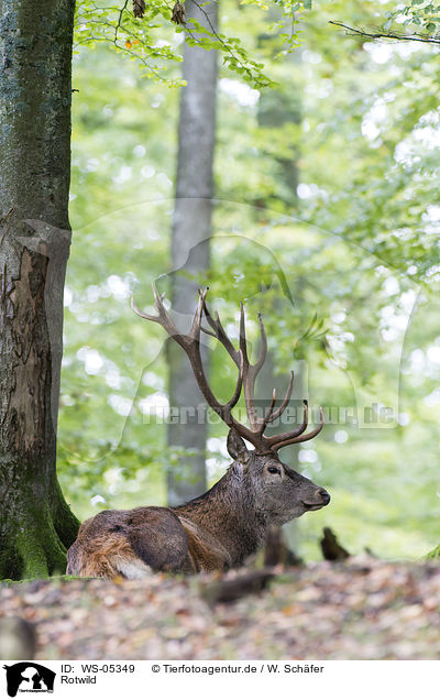 Rotwild / red deer / WS-05349