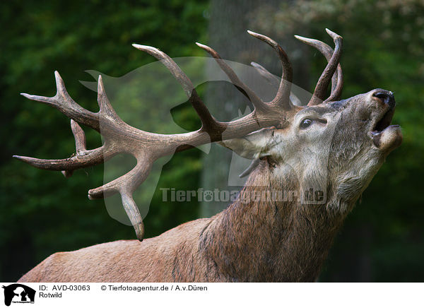 Rotwild / red deer / AVD-03063