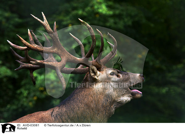 Rotwild / red deer / AVD-03081