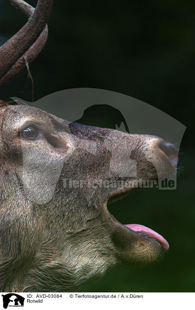 Rotwild / red deer / AVD-03084