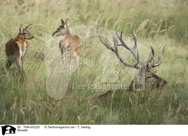 Rotwild / red deer / THA-05225