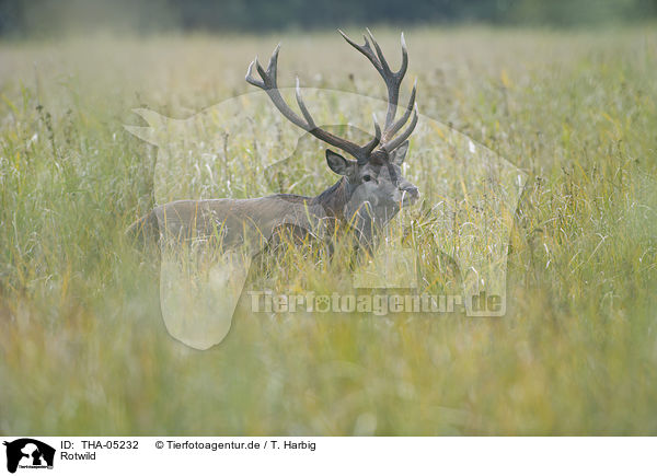 Rotwild / red deer / THA-05232