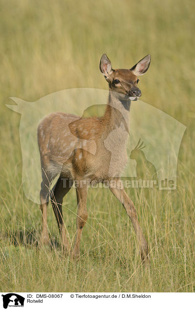 Rotwild / red deer / DMS-08067