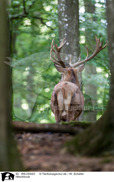 Hirschbock / red deer / WS-05920