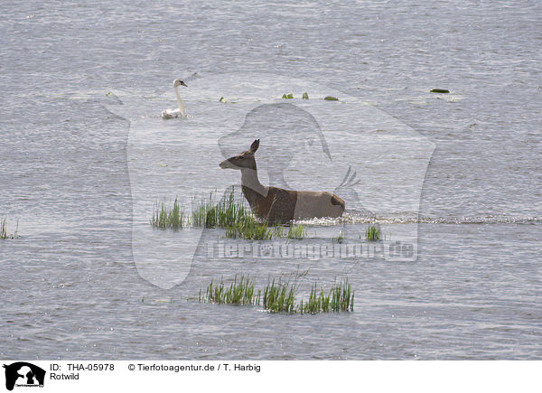Rotwild / red deer / THA-05978