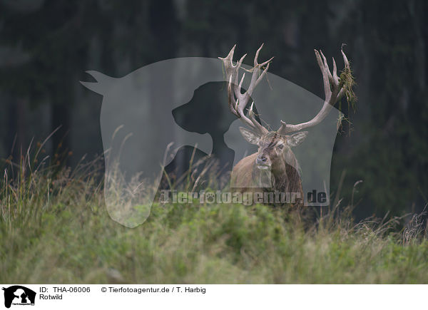 Rotwild / red deer / THA-06006