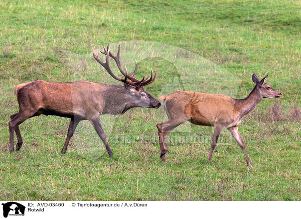 Rotwild / red deer / AVD-03460