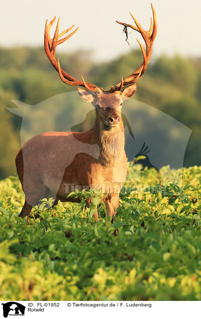 Rotwild / red deer / FL-01952