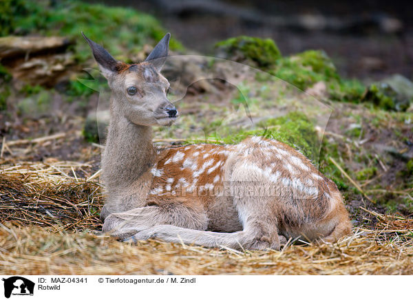 Rotwild / red deer / MAZ-04341